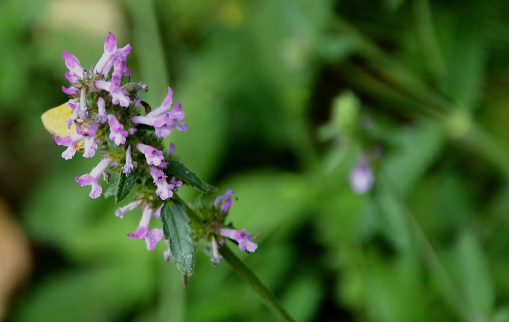 Betonica officinalis (=Stachys officinalis) / Betonica comune